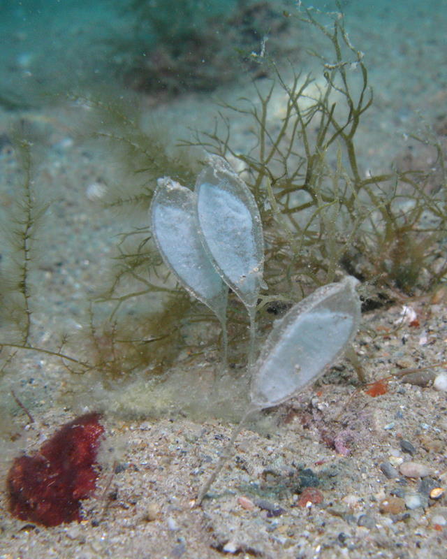 Capsula ovarica di Bivetiella cancellata